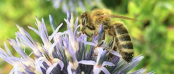 Besuch des Bienengartens