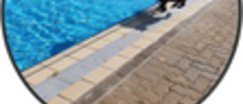 Hundebaden zum Saisonende im Freibad